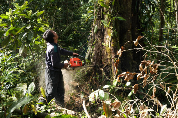 Best Emergency Tree Service  in Purcellville, VA